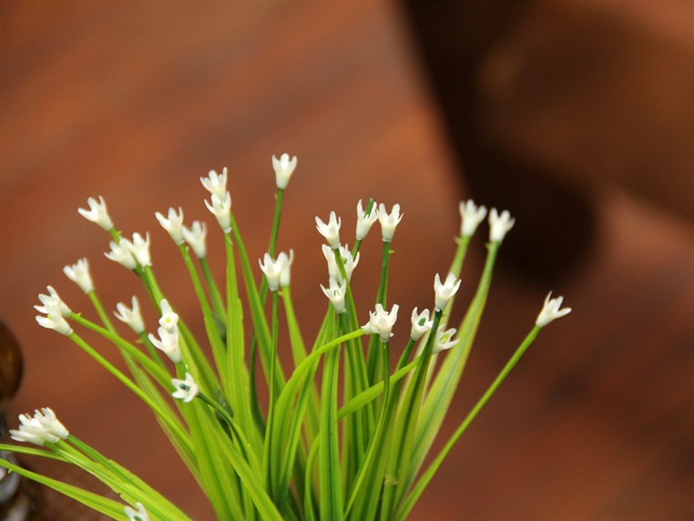 Opening of Zanbak Flower Boutique 